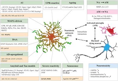 The Multifaceted Neurotoxicity of Astrocytes in Ageing and Age-Related Neurodegenerative Diseases: A Translational Perspective